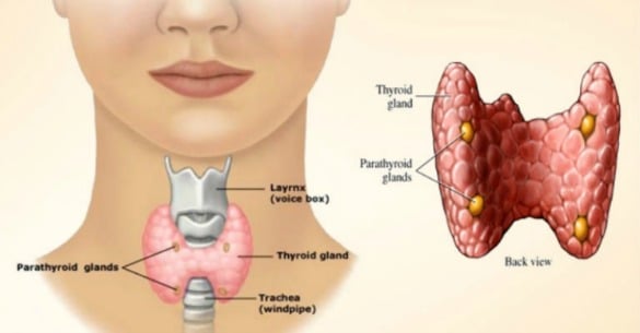 View of Thyroid