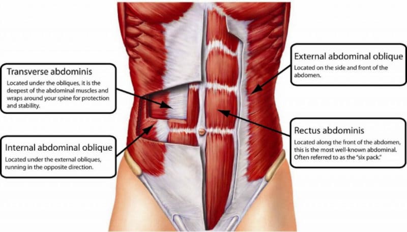 Core Muscle Anatomy