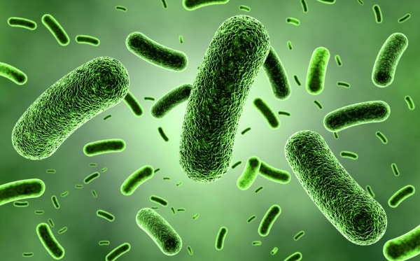 Liquid Chlorophyll Benefits - Kills bacteria