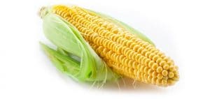 cob of corn