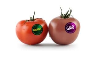 organic and gmo tomato