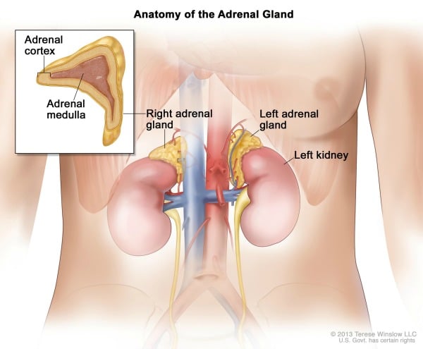Anatomy of the Adrenal Gland