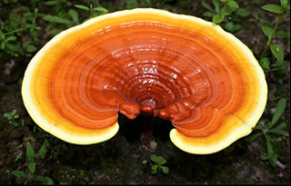 reishi-mushroom