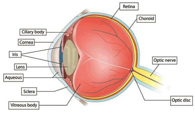 Diabetic Retinopathy- How to Prevent It