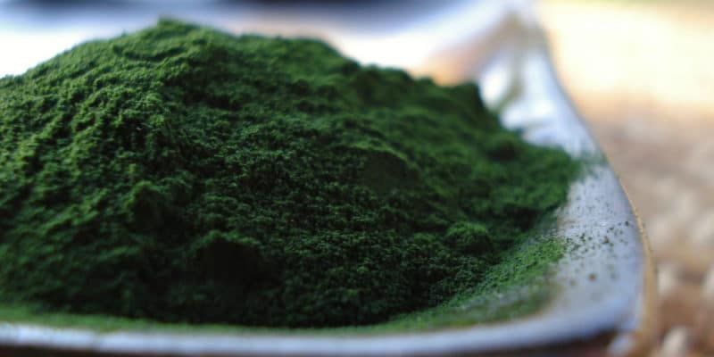 Chlorella Powder