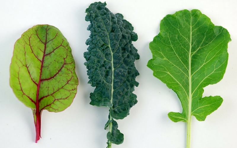 9 Common Nutrient Deficiencies - Calcium