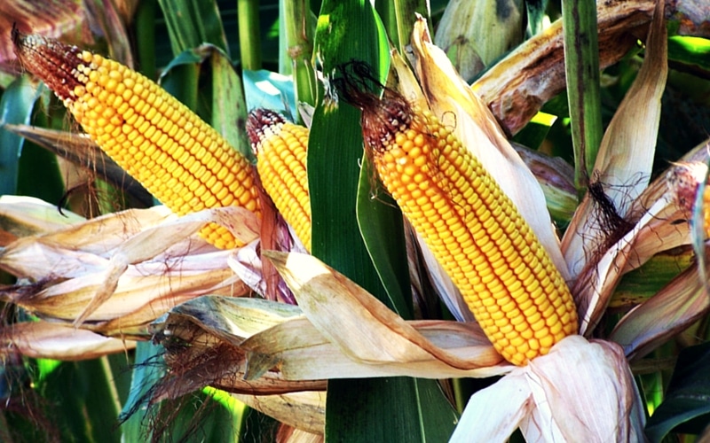 6 Organic Foods You Should Never Buy in Conventional Form - Corn