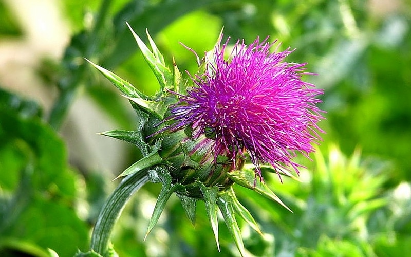 7 Liver-Healthy Foods - Milk Thistle