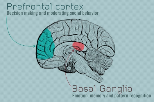 Healthy Habits and the Prefontal Cortex and Basal Ganglia