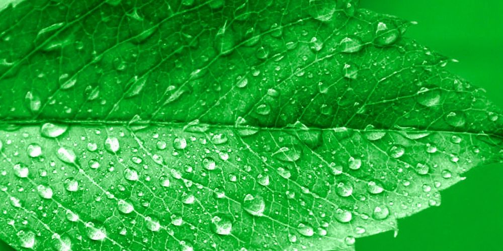 6 Benefits of Chlorophyll You Want