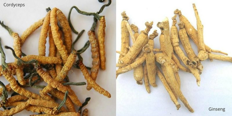 Cordyceps e Ginseng per la vera energia