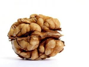 Walnut shaped like a brain