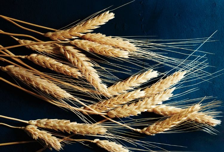 Most Common Food Intolerances - Wheat and Gluten
