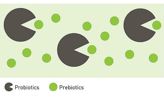 Probiotics vs Prebiotics