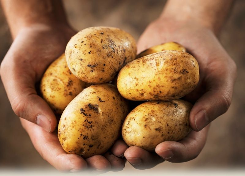 Two palms full of potatoes