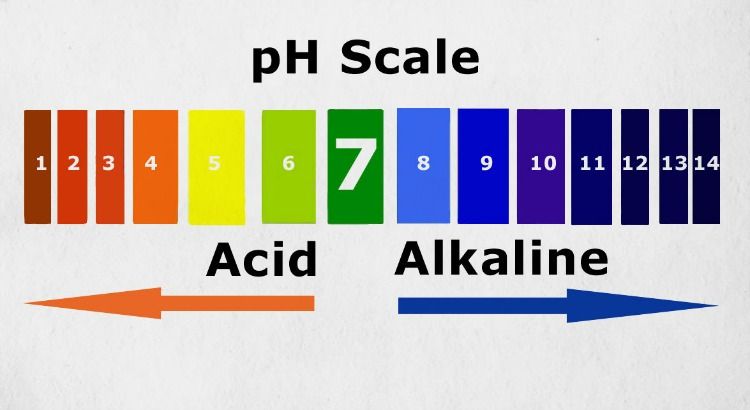 Alkaline & Acidic Food: A pH Chart, Food List, and More