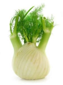 fennel bulb