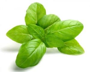 Basil leaves