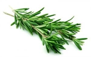 Twig of Rosemary