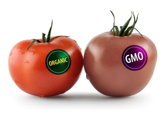 Organic vs. GMO Tomatoes