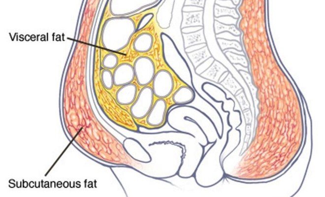 The 7 Things About Visceral Belly Fat Most People Dont Know Yuri Elkaim