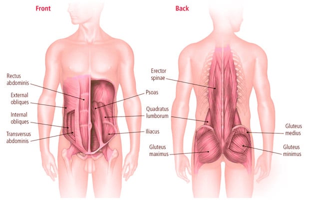 the-abdominal-core (front and back)