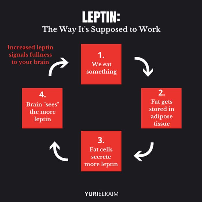 How Healthy Leptin Works Diagram