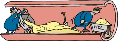 LDL vs HDL Cholesterol