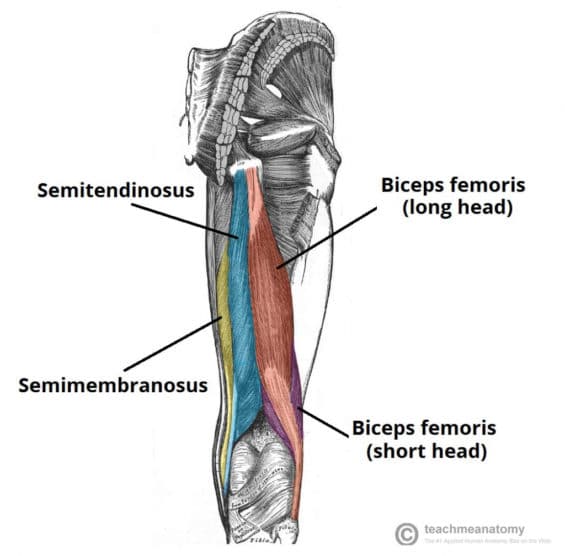 The Ultimate Cheatsheet to the Best Bodyweight Hamstring Exercises ...