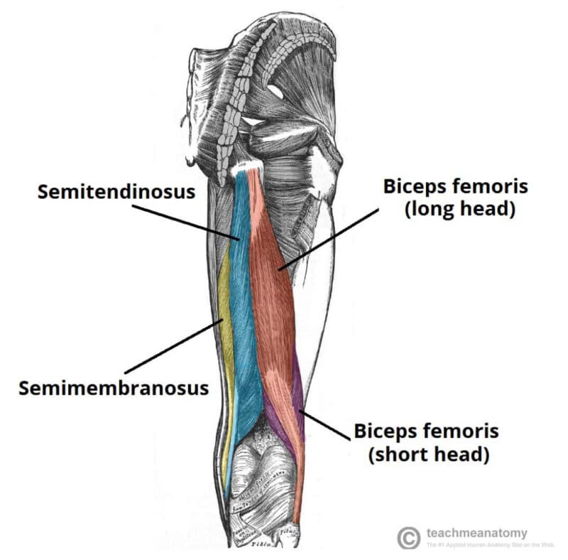 Anatomy of Hamstring Muscle 