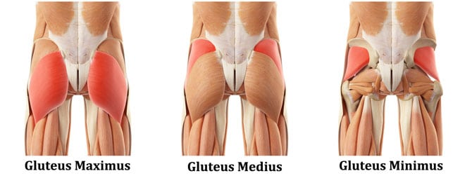 Glute Muscles