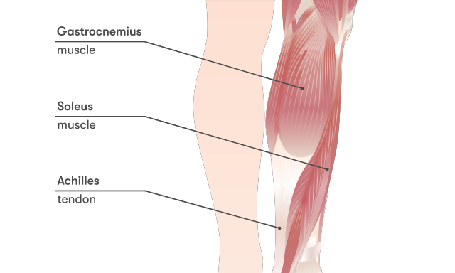 Soleus muscle online strengthening