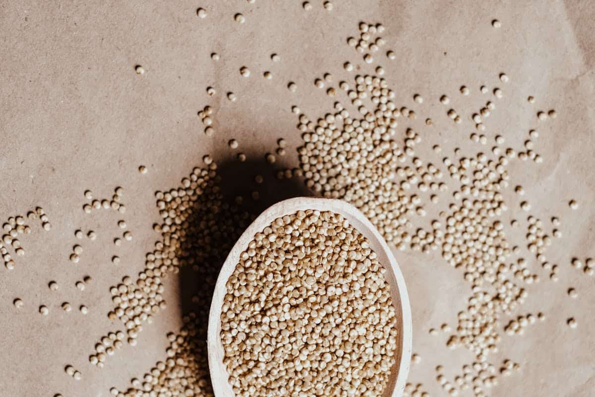 Quinoa grains on a spoon