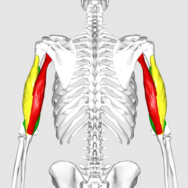 Image of triceps brachii muscles. The Long Head (red), Medial Head (green), and Lateral Head (yellow),